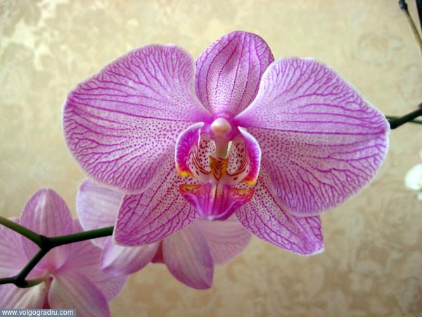 Орхидея.. Цветок, орхидея, природа