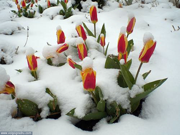 Не ждали.... природа, тюльпаны, снег