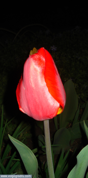 Факел.. весна, тюльпан, ночь