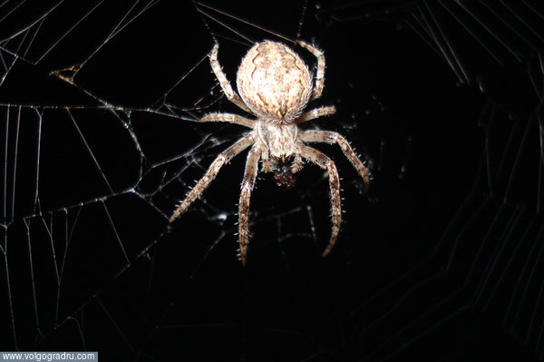 Ночной дозор.. насекомые, паук, ловчая сеть
