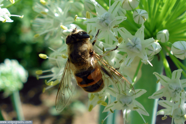 Пчёлка.. природа, насекомые, пчела