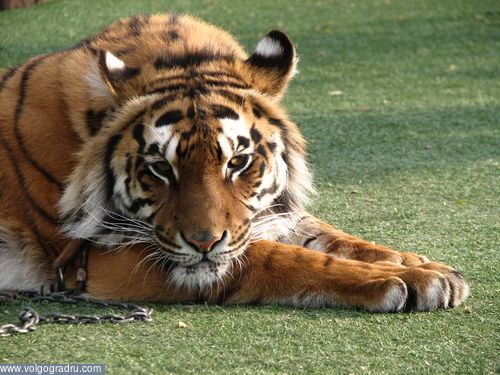 грустный тигр в парке горького. Москва, Парк Горького, кошки