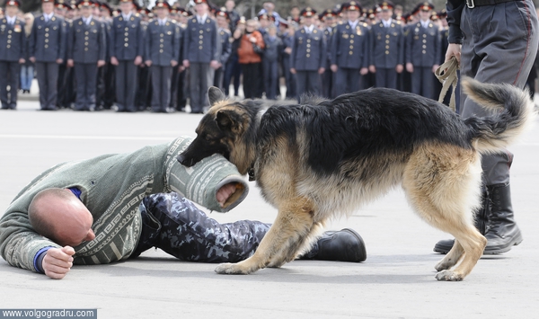 Задержание преступника. служебная собака, задержание вооруженного преступника, ГУВД по Волгоградской области