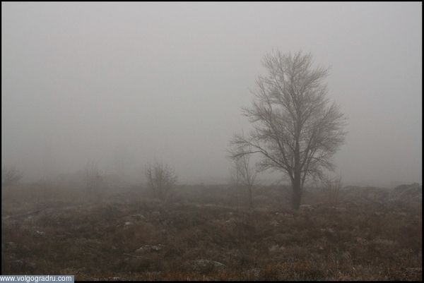 Туман в сочельник. туман, деревья, зима