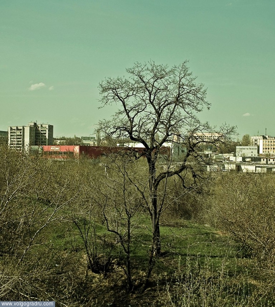 Дерево на городском фоне. волгоград, ворошиловский район, Царица