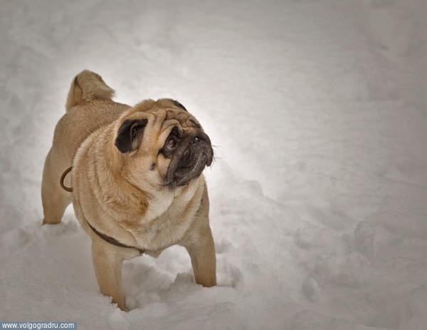 Портрет на снегу. собака, мопс, снег
