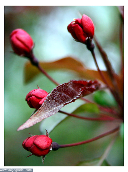 Красные розы. макро, цветы, природа