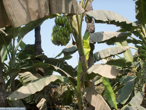 Бери и ешь : ). Бананы, пальма, Индия