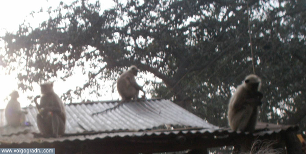 Очень хитрые и умные животные, у туристов воруют вещи и обменивают на бананы .... обезьяна, Индия, животные