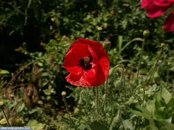 Красный мак 2. садовый мак, цветы, растения