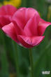 Розовый тюльпан