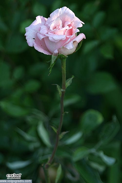 Роза. цветы, природа, фото