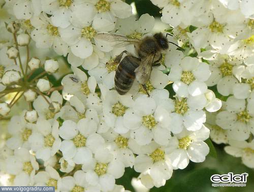 В трудовых хлопотах. пчела, цветы, белые