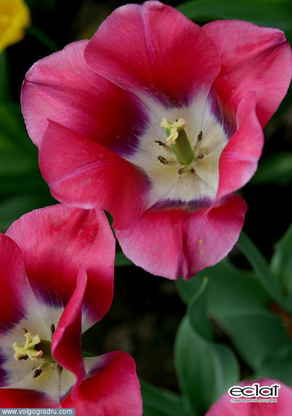 Тюльпаны. тюльпаны, цветы, растение