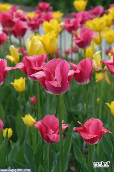 Тюльпаны. Волгоград, Весна, цветы