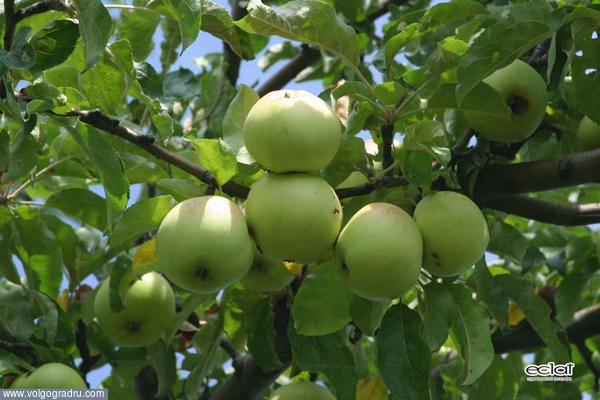 Яблоки. ветка, листья, плоды