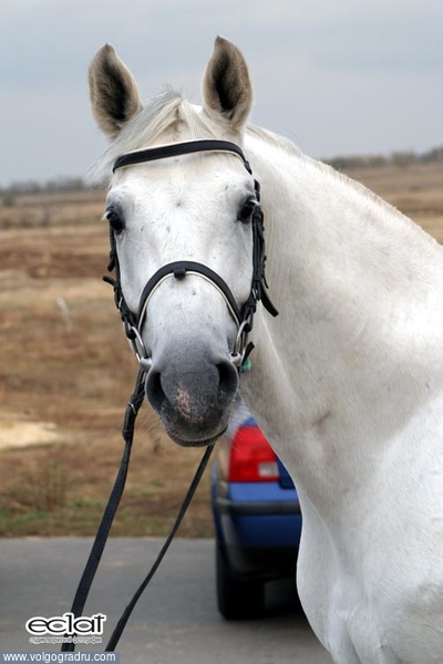 Белый конь. животные, конь, белый