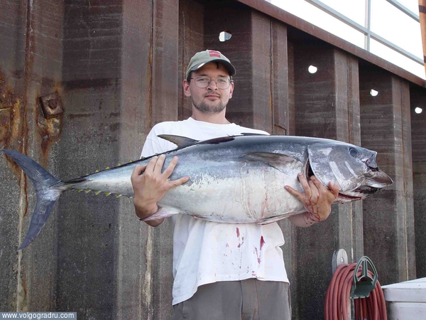 bluefin tuna. 