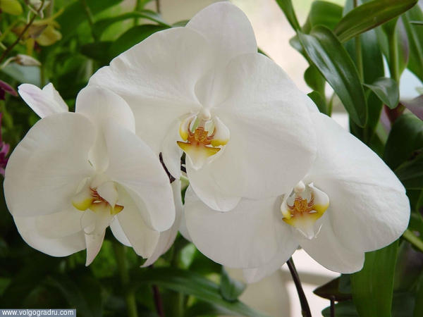 White Phalaenopsis. макросъемка, цветы, цветок
