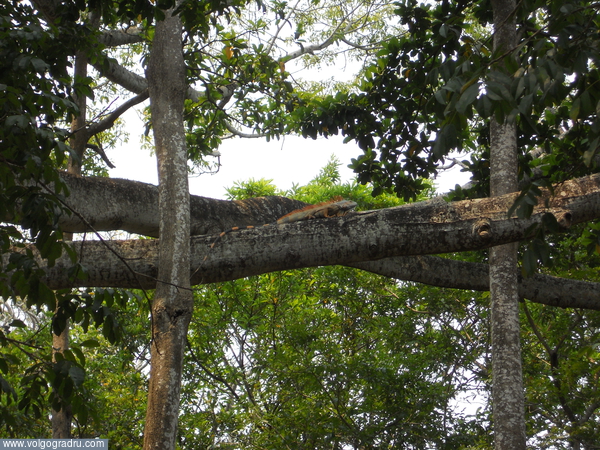 Остров Роатан (Гондурас).. игуана, Круз, путешествия