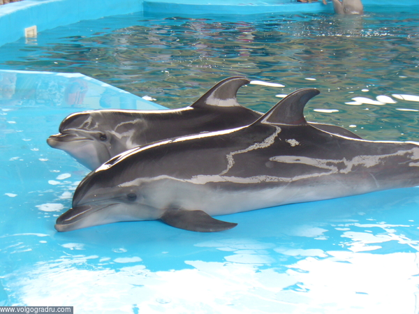 Дельфины. Дельфин, животные, дельфинарий
