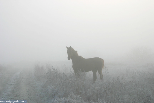 Туманный призрак. животные, туманный призрак, лошадь в тумане