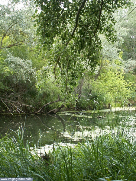 Река Иловля в Ольховском районе. Ольховка, 