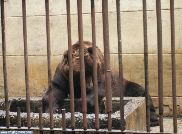 Медведь в ростовском зоопарке. 