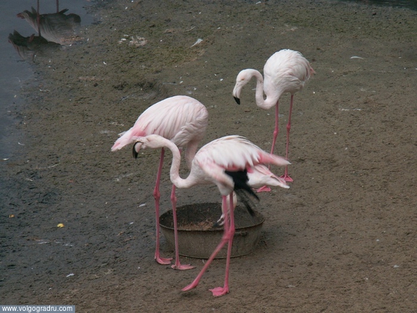 Розовые фламинго. птицы, другое, животные