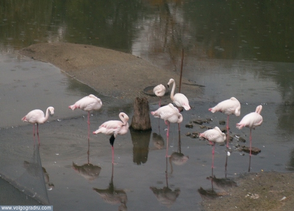 Розовые фламинго. 