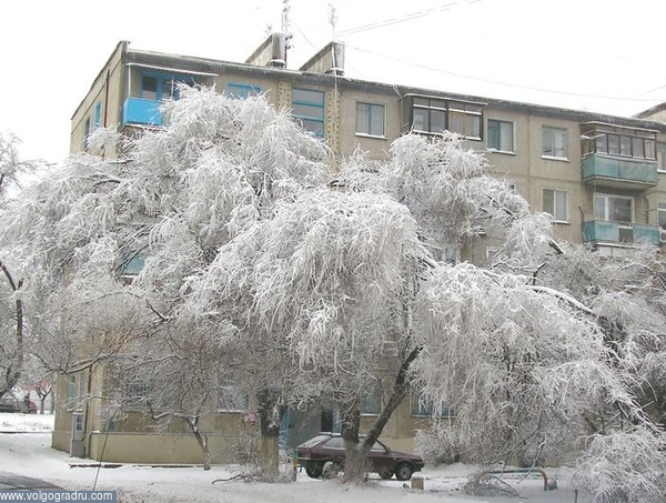 Стойкое деревце. снегопад, снег, после снегопада