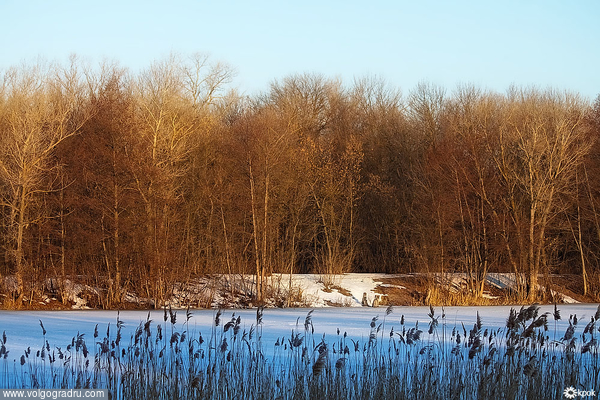 Утро на озере. утро озеро камыш лед деревья небо, 