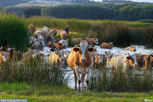 Плавающие коровы. коровы, стадо, озеро