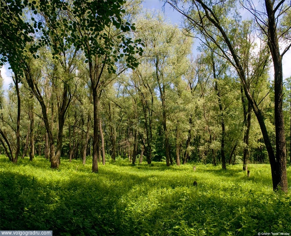 Сочный зеленый лес. Сочный зеленый лес, 