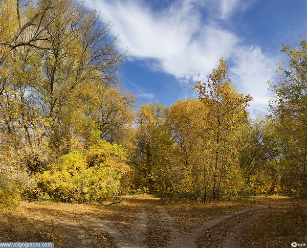 Три осенние дороги. деревья, осень, желтая листва