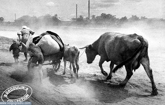 Коровы. Фото времён войны, история, коллекция