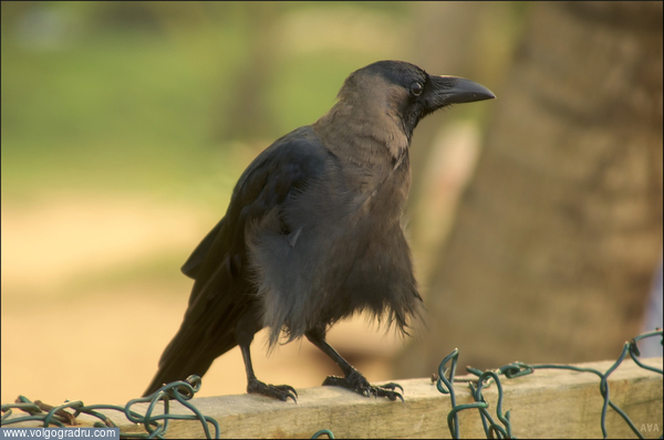 нарядная ворона.. ворона, Шри-Ланка., 
