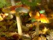 несъедобные, полезные грибы