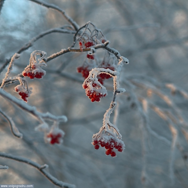 ягоды в снегу. рябина, 