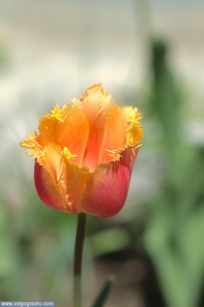 последний день мая. 31-мая, цветыб тюльпан, 
