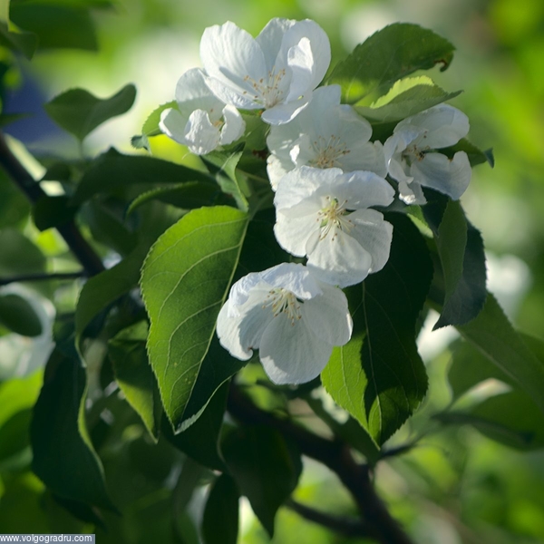 белые цветы. яблоня, этюд, 