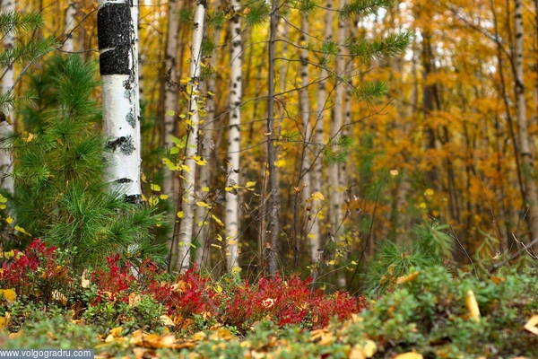 красные листья черники.. лес, осень, 