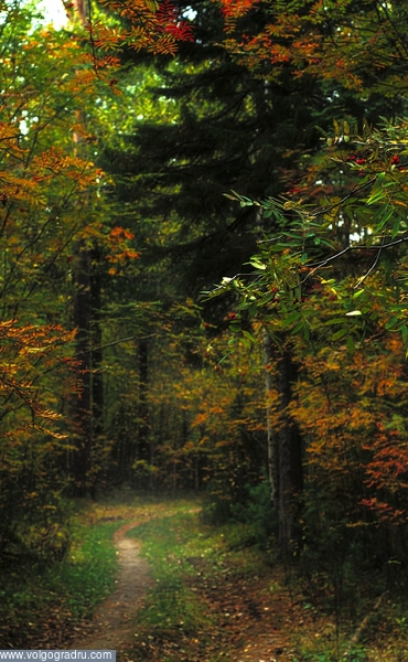 "Сказки осеннего леса". лес, сентябрь, 