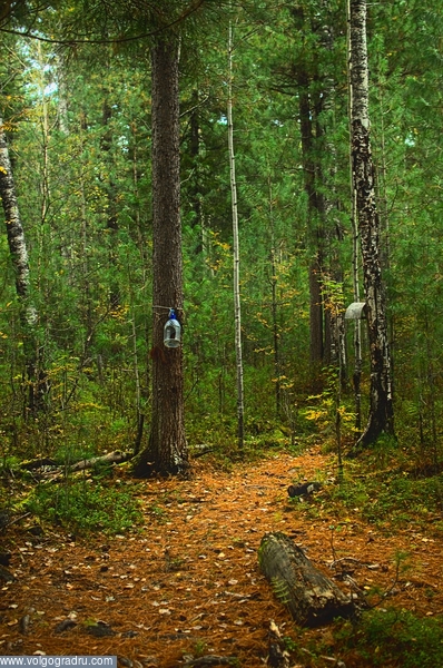 "Сказки осеннего леса". лес, сентябрь, 