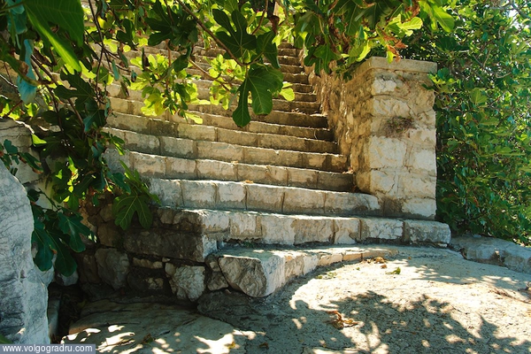 лестница под фиговым деревом.. остров, хорватия, лестница