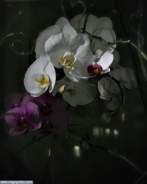 цветы на окне. орхидея, цветы, 