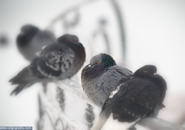 Практически весь ноябрь у нас стояли морозы 30-40, как выдерживают эти теплолюбивые птицы... этюд, голуби, 