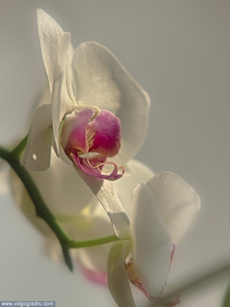 домашние цветы.. орхидея, цветок, 