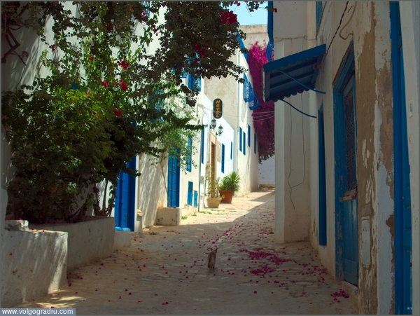 Бело-голубой город.
(Tunis, Sidi Bou Said). улица, тунис, 
