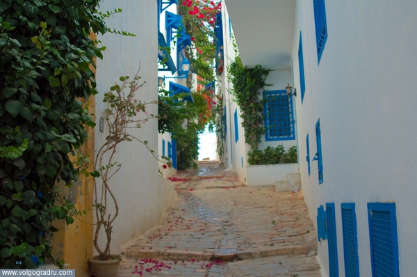 Бело-голубой город. (Tunis, Sidi Bou Said). Бело-голубой город, Tunis, Sidi Bou Said